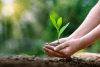 hands-planting-green-plant