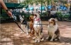 Group of dogs on a leash, sitting and yawning