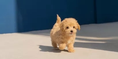 Image of small puppy